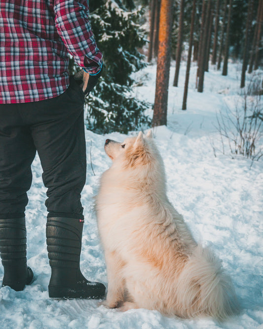 Hälsosam kost och rätt näring för hundar – vad behöver de för att må bra?