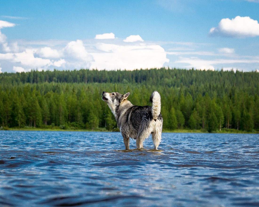 När känslor får vara som naturen – och varför hundarna speglar det så vackert