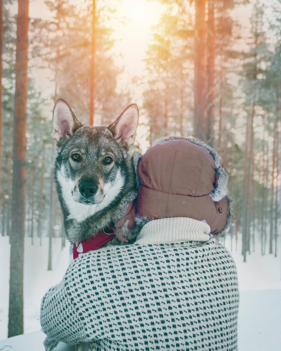 Om att leva med en hund som inte alltid passar in