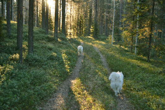 Livet med en Senior Hund: En Tyst Men Stark Kärlek