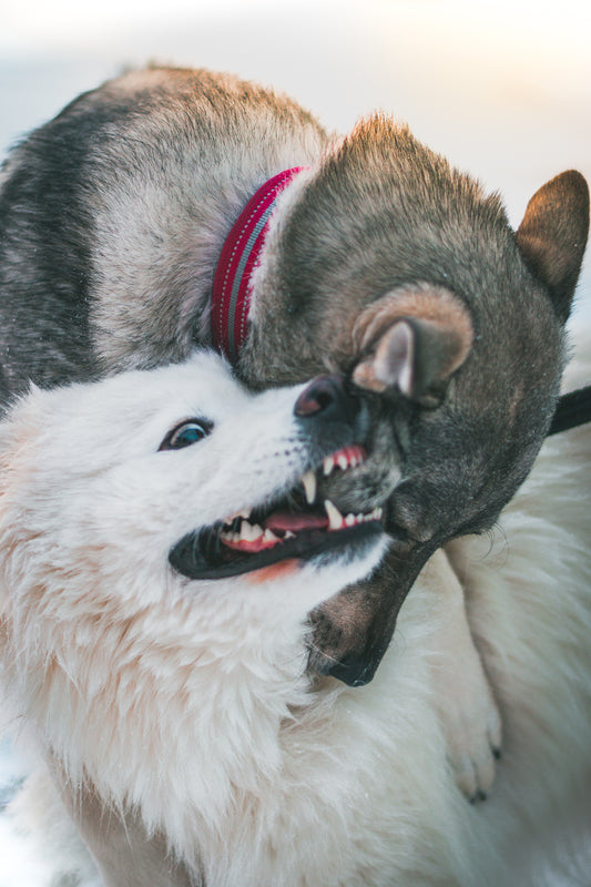 Hundmöteskurs – Skapa trygghet och harmoni vid möten med andra hundar!🐾