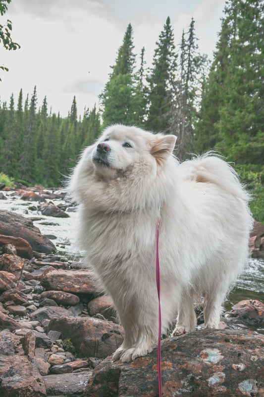 Minikurs Online: Del 1. Förstå stressen – första steget till balans