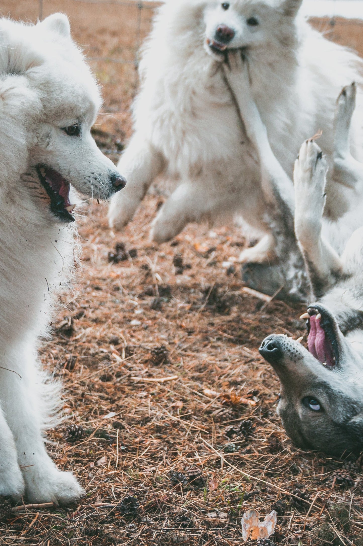 Bygg Din Egen Hundkurs – För dig och dina vänner! 🐾