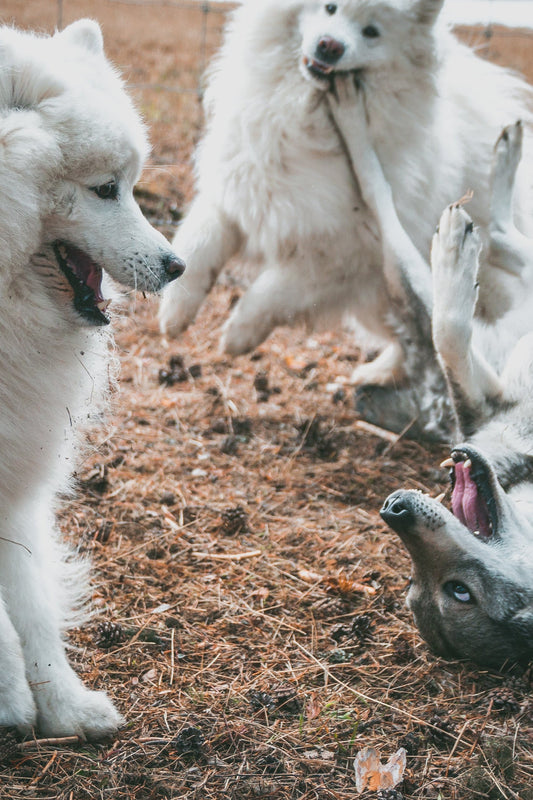 Bygg Din Egen Hundkurs – För dig och dina vänner! 🐾