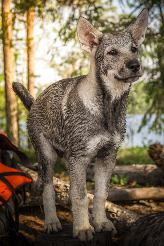 Valpkurs – Ge din valp en bra start! 🐾