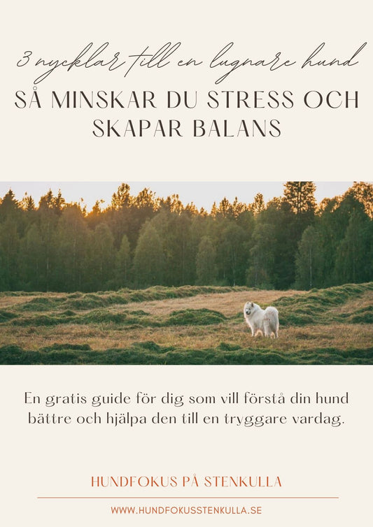 Gratis Guide: Hjälp din hund från stress till balans – börja med 3 viktiga nycklar