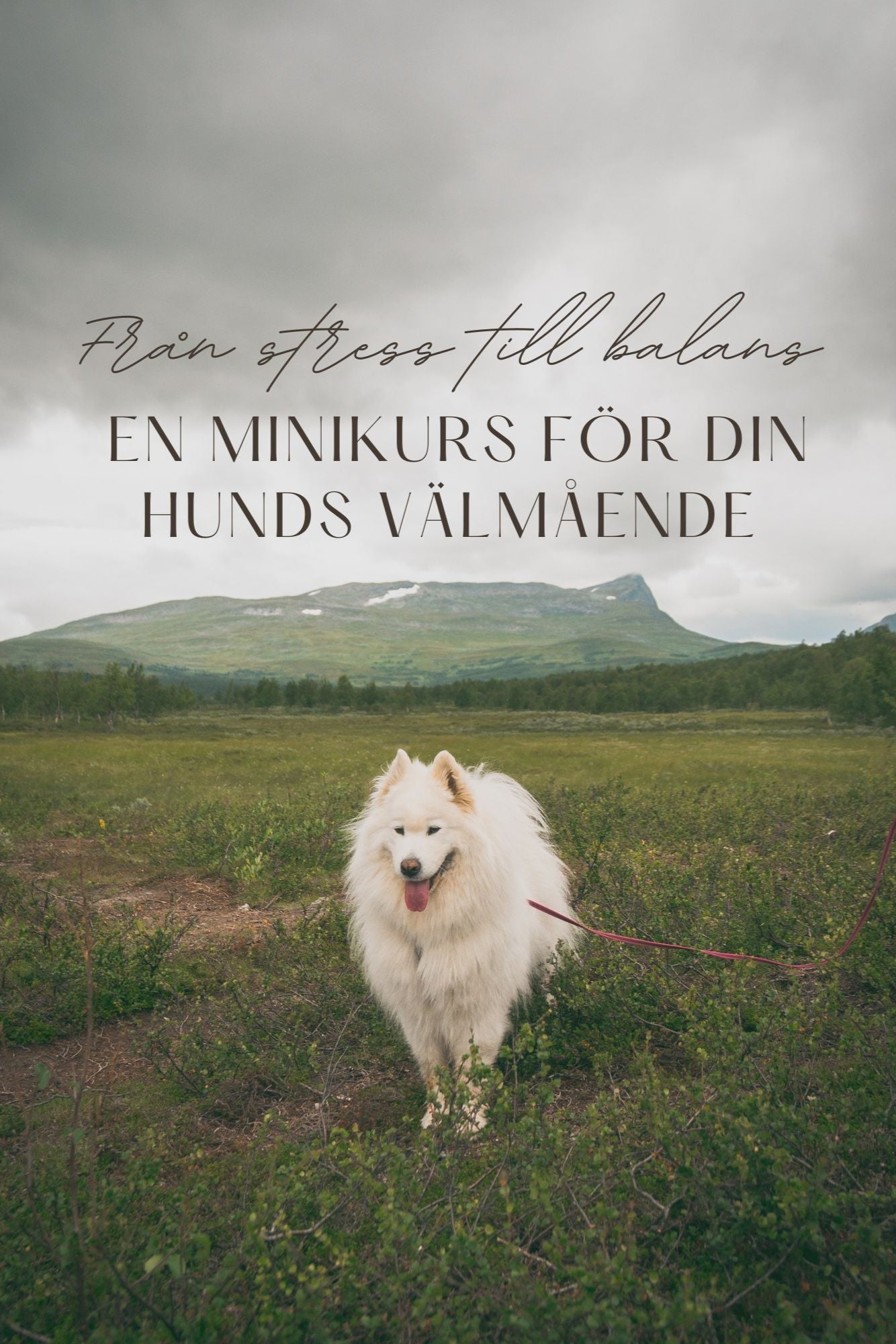 Minikursserie Online: Från stress till balans – din väg till en tryggare hund