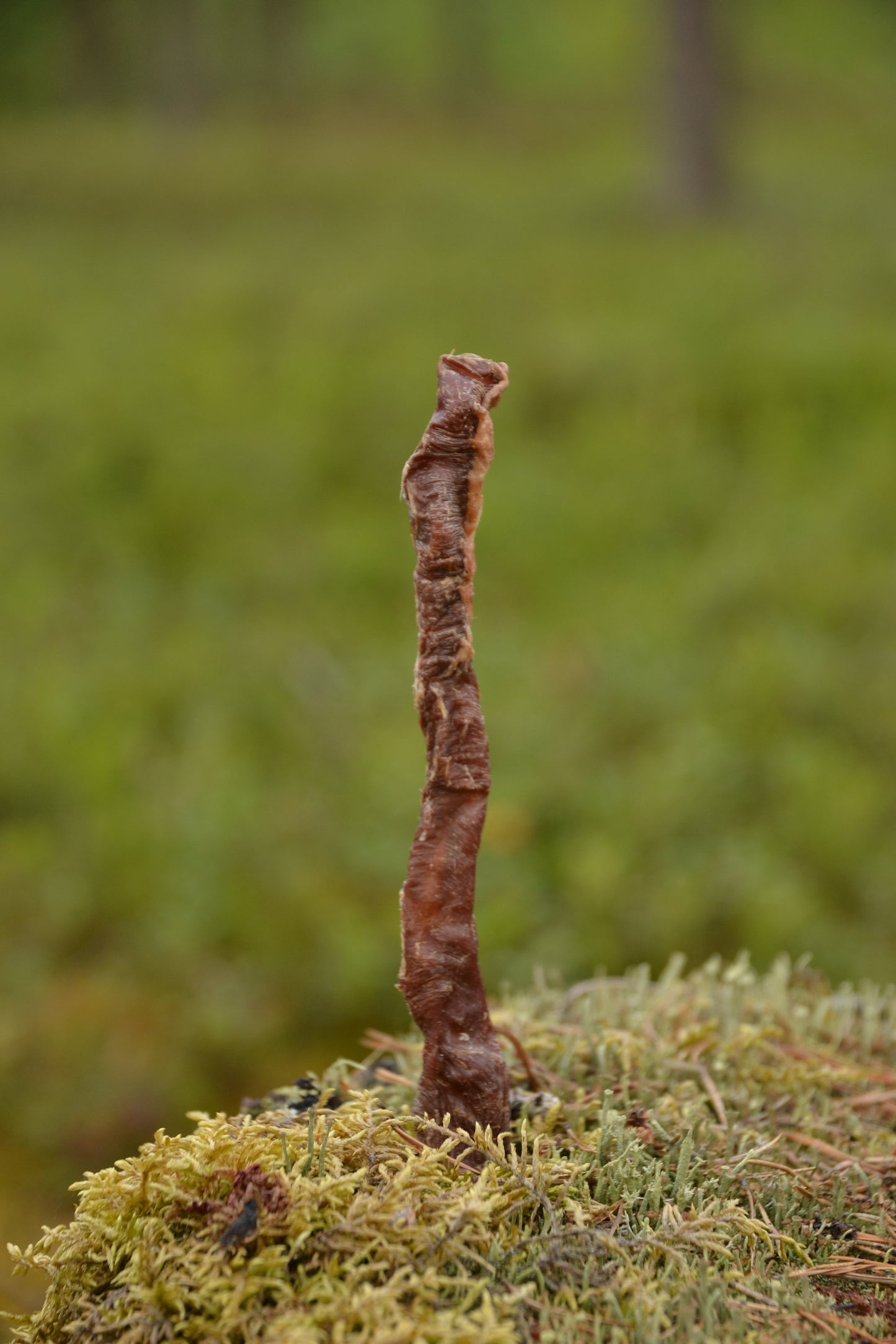 Lamm matstrupe