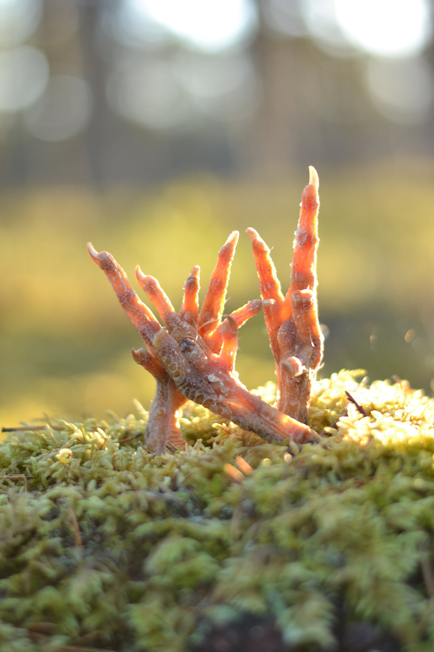 Kycklingfötter 3-pack