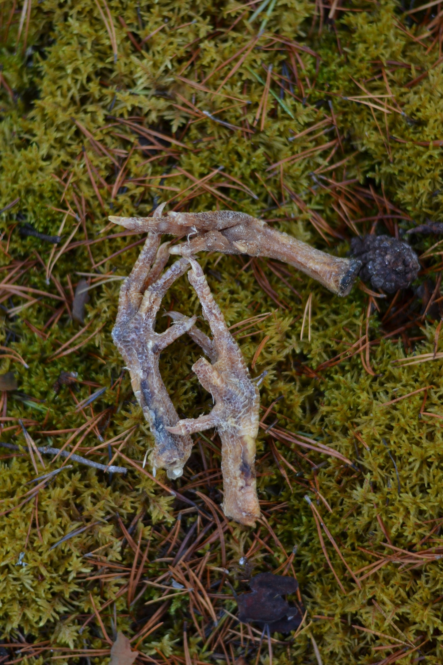 Kycklingfötter 3-pack