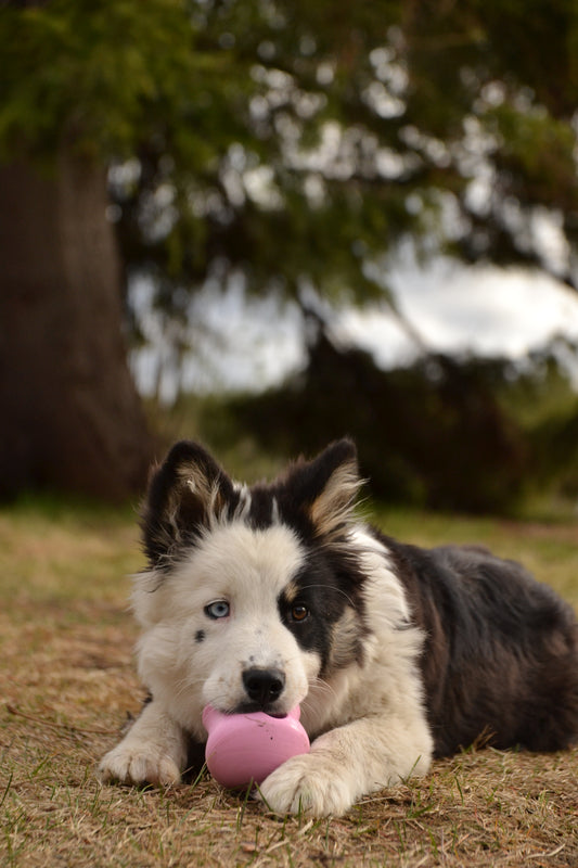 Minikurs Online: Del 2. Foder & känslor – stötta hundens inre balans