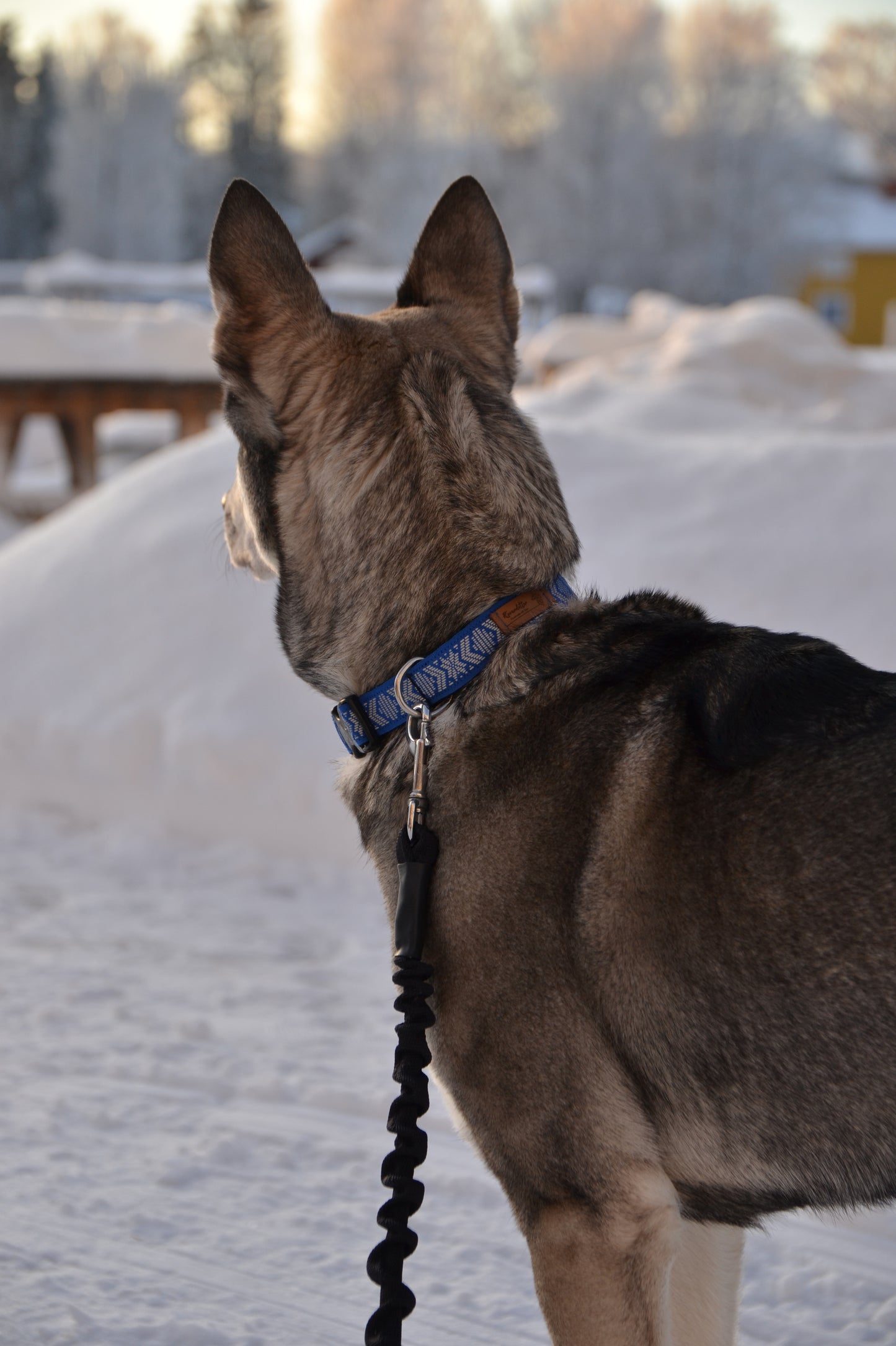 Halsband Blå Reflex