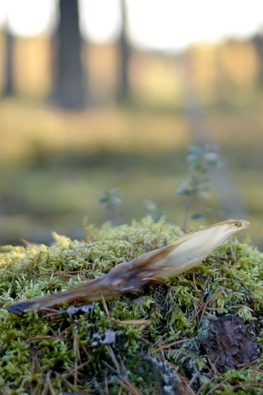 Kaninöron