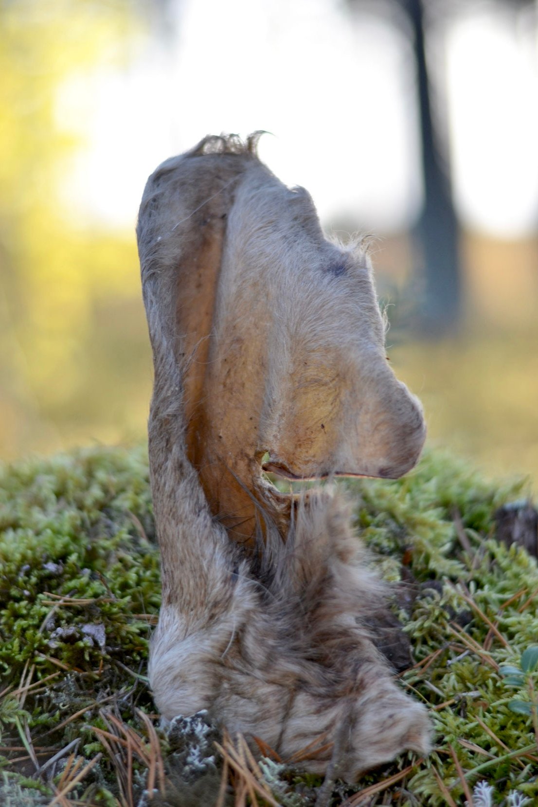 Oxöra med päls