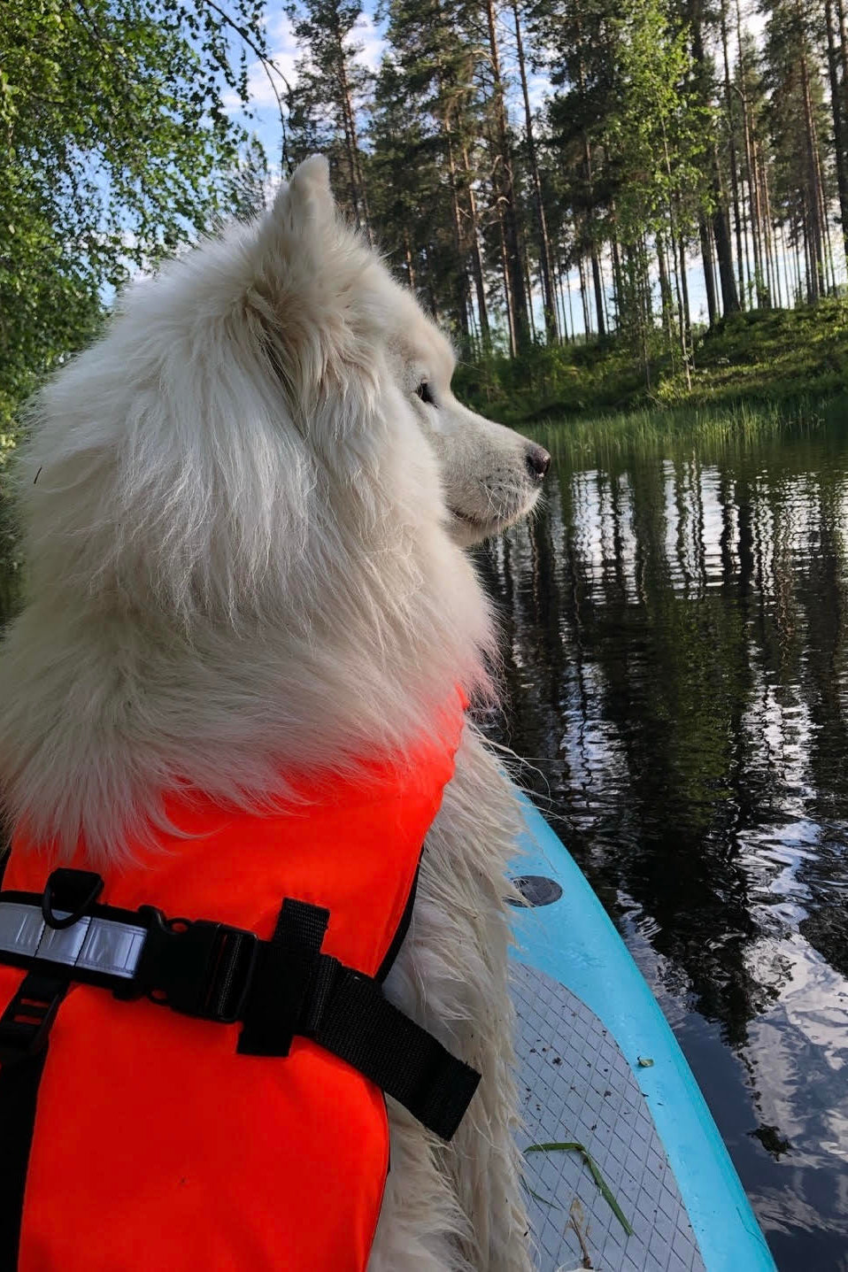 Prova-på-kurs: Paddleboard med hund