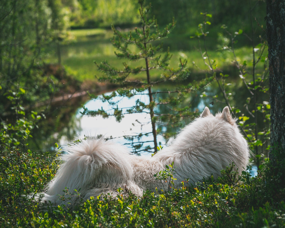 Vad hundar lär oss om att vara närvarande och släppa stress