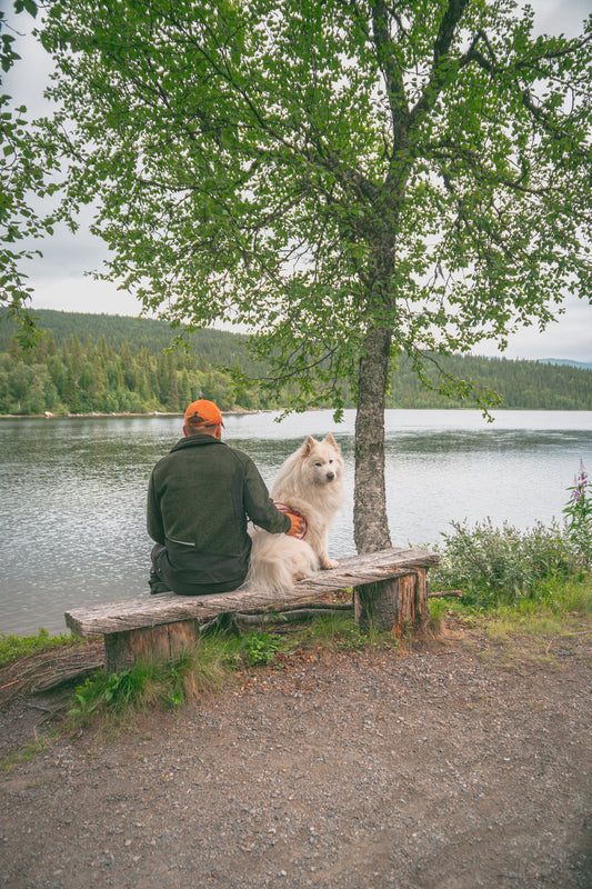 Hur fungerar inskolning på hundpensionat?