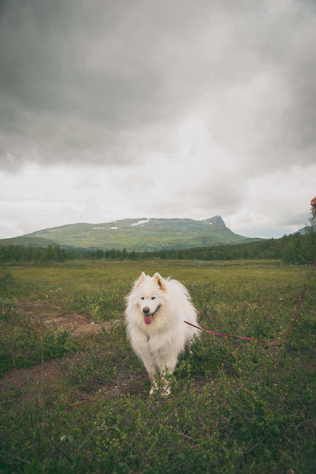 Hundinstruktör