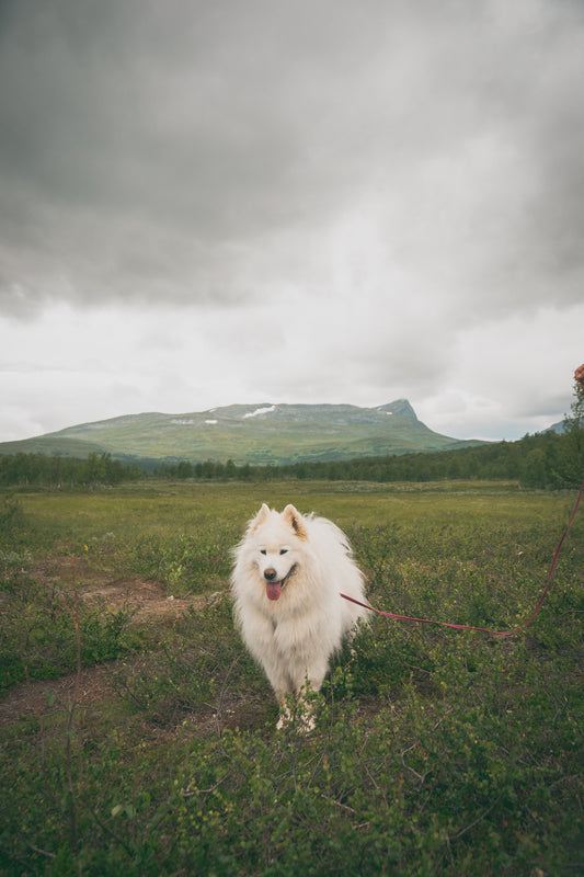 Hundinstruktör