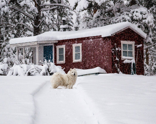 Hundpensionat i Västerbotten – så väljer du rätt för din hund