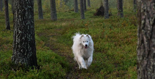 Så förbereder du hunden inför första vistelsen på pensionat