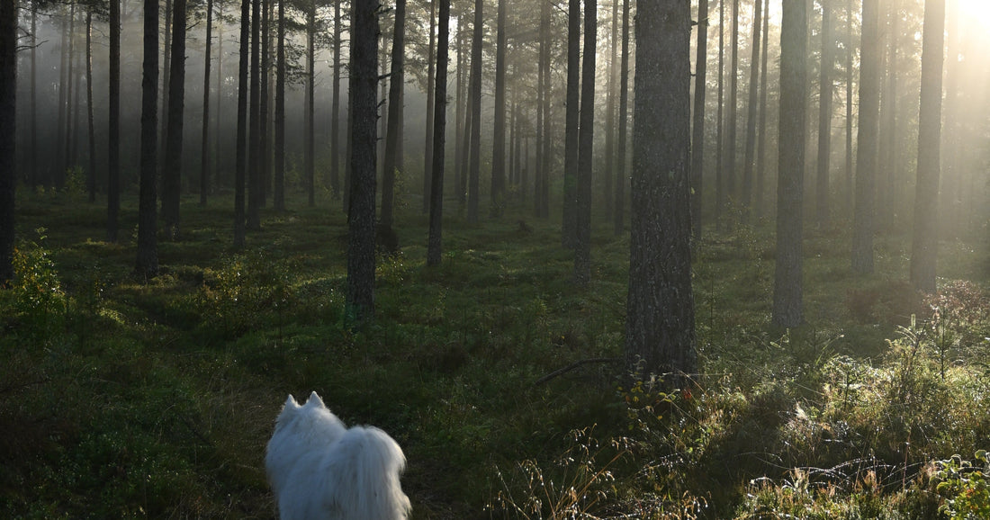Vad kostar ett hundpensionat?
