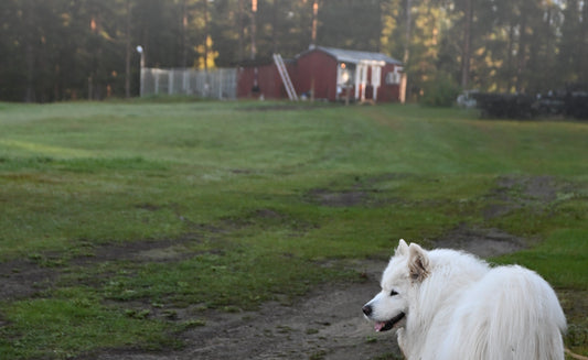 Hur vet jag om ett hundpensionat passar min hund?