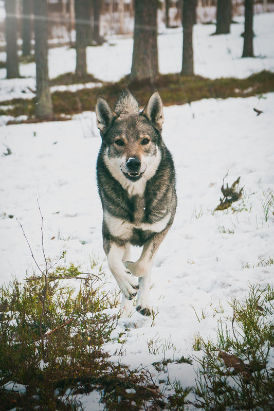 Partypromenader – Ge din hund både fysisk och mental stimulans