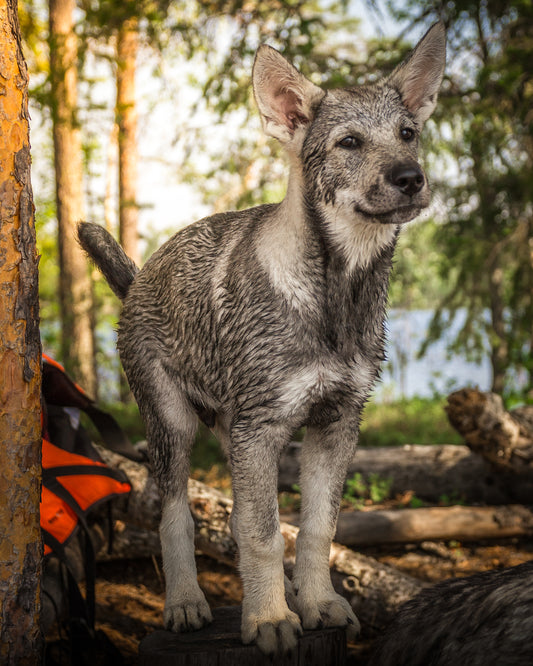 Valpkurs – Ge din valp en bra start! 🐾
