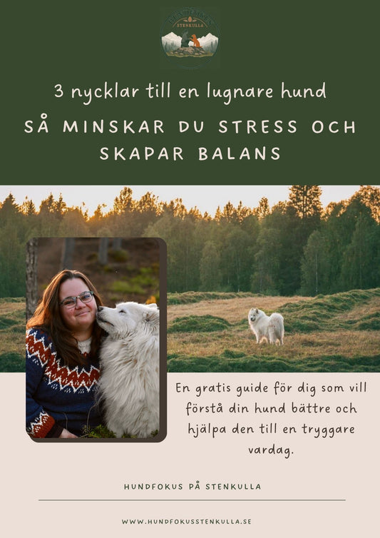 Gratis Guide: Hjälp din hund från stress till balans – börja med 3 viktiga nycklar
