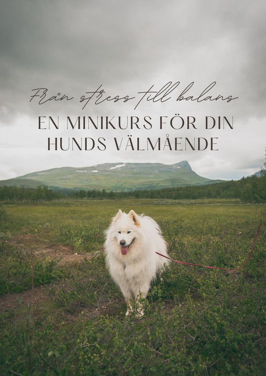 Minikursserie Online: Från stress till balans – din väg till en tryggare hund