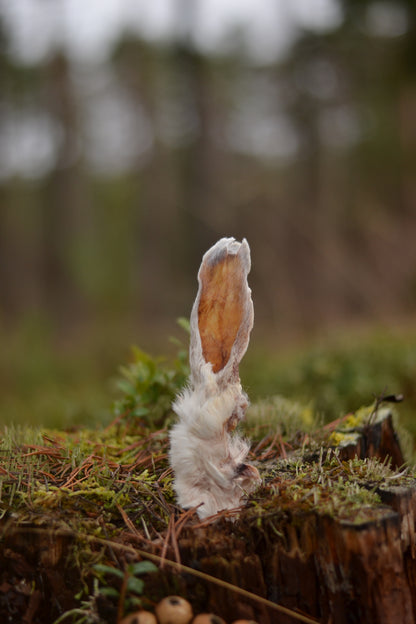 Kaninöron med päls, 5-pack