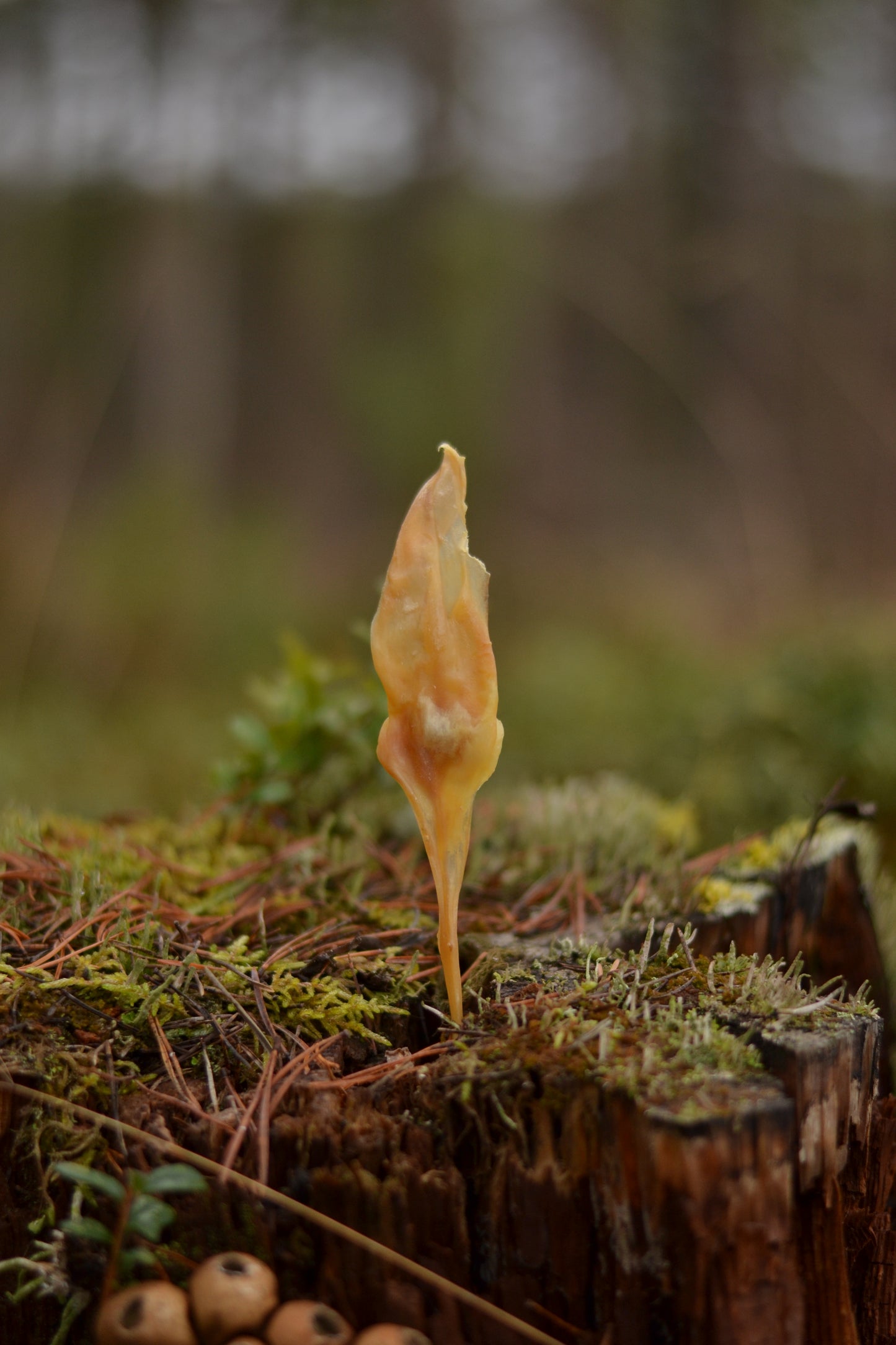 Kaninöron utan päls, 5-pack