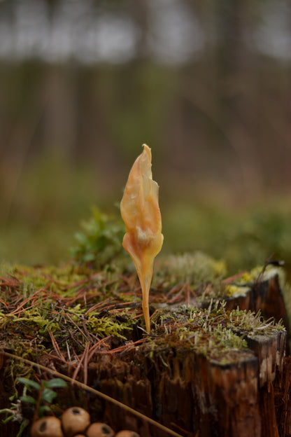 Kaninöron utan päls, 5-pack