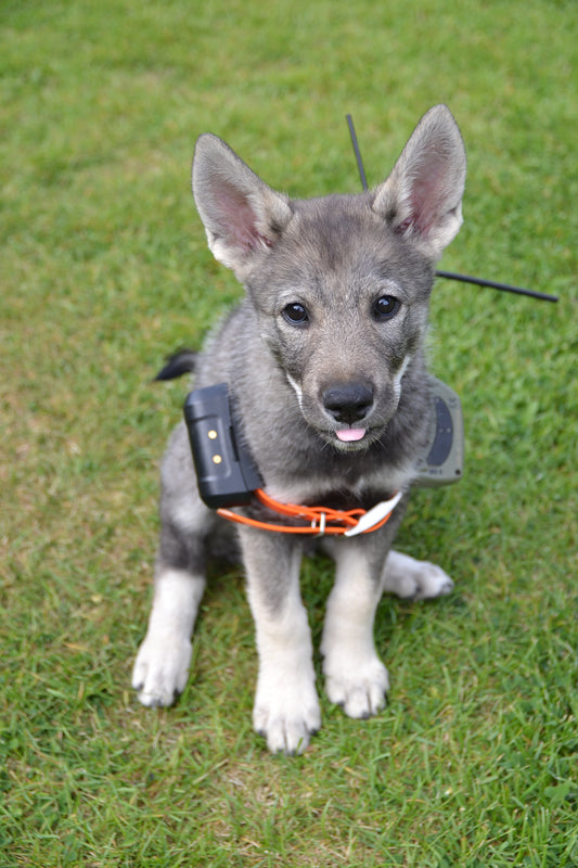 Valpkurs – Ge din valp en bra start! 🐾