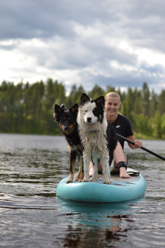 Prova-på-kurs: Paddleboard med hund