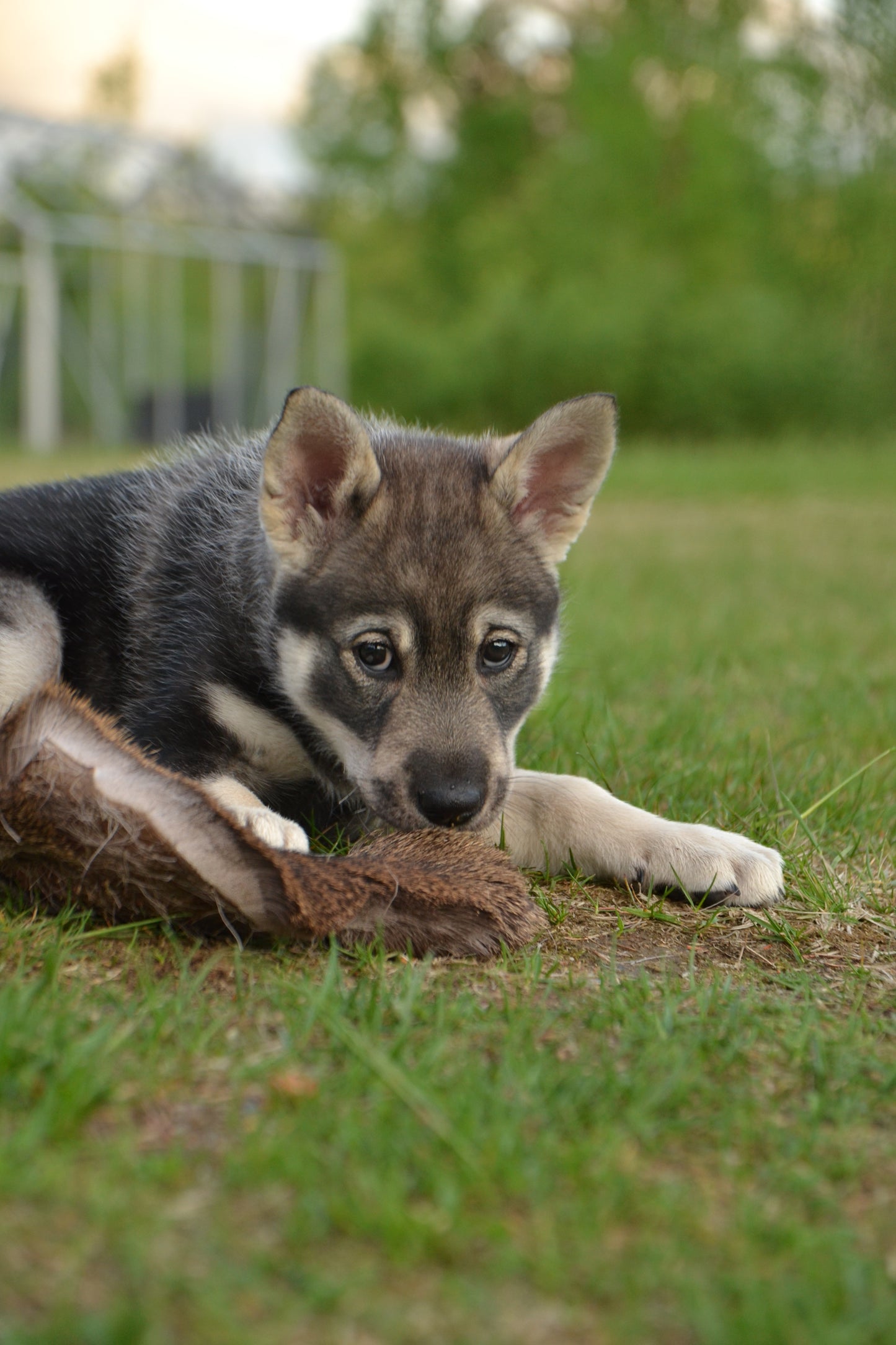 Valpkurs – Ge din valp en bra start! 🐾