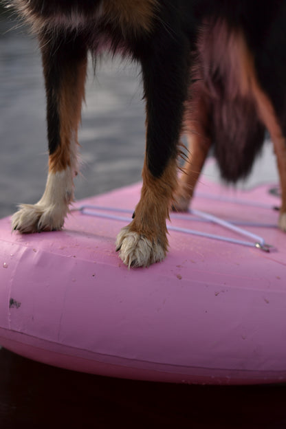 Prova-på-kurs: Paddleboard med hund