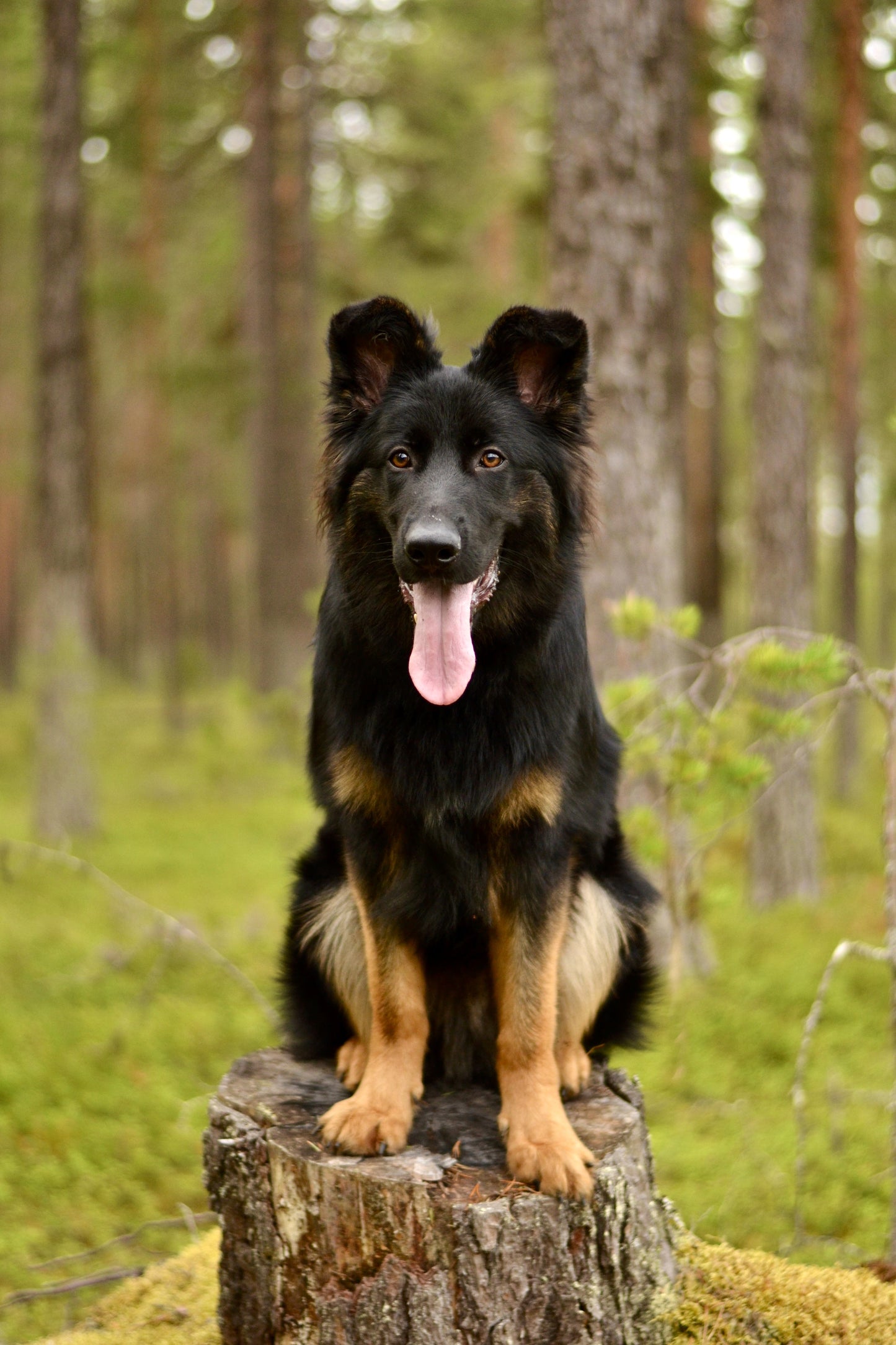 Unghundskurs – Bygg ett starkt band och stärk hunden!🐾