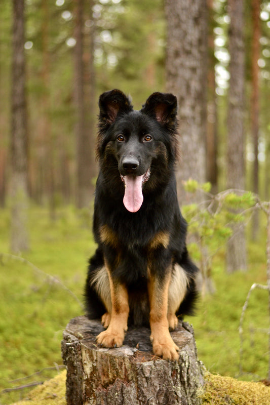 Unghundskurs – Bygg ett starkt band och stärk hunden!🐾