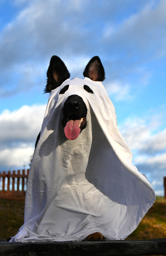 🎃 Berikningstivoli  för hunden – Halloween på travet! 👻