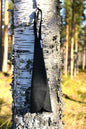 Kampskinn
