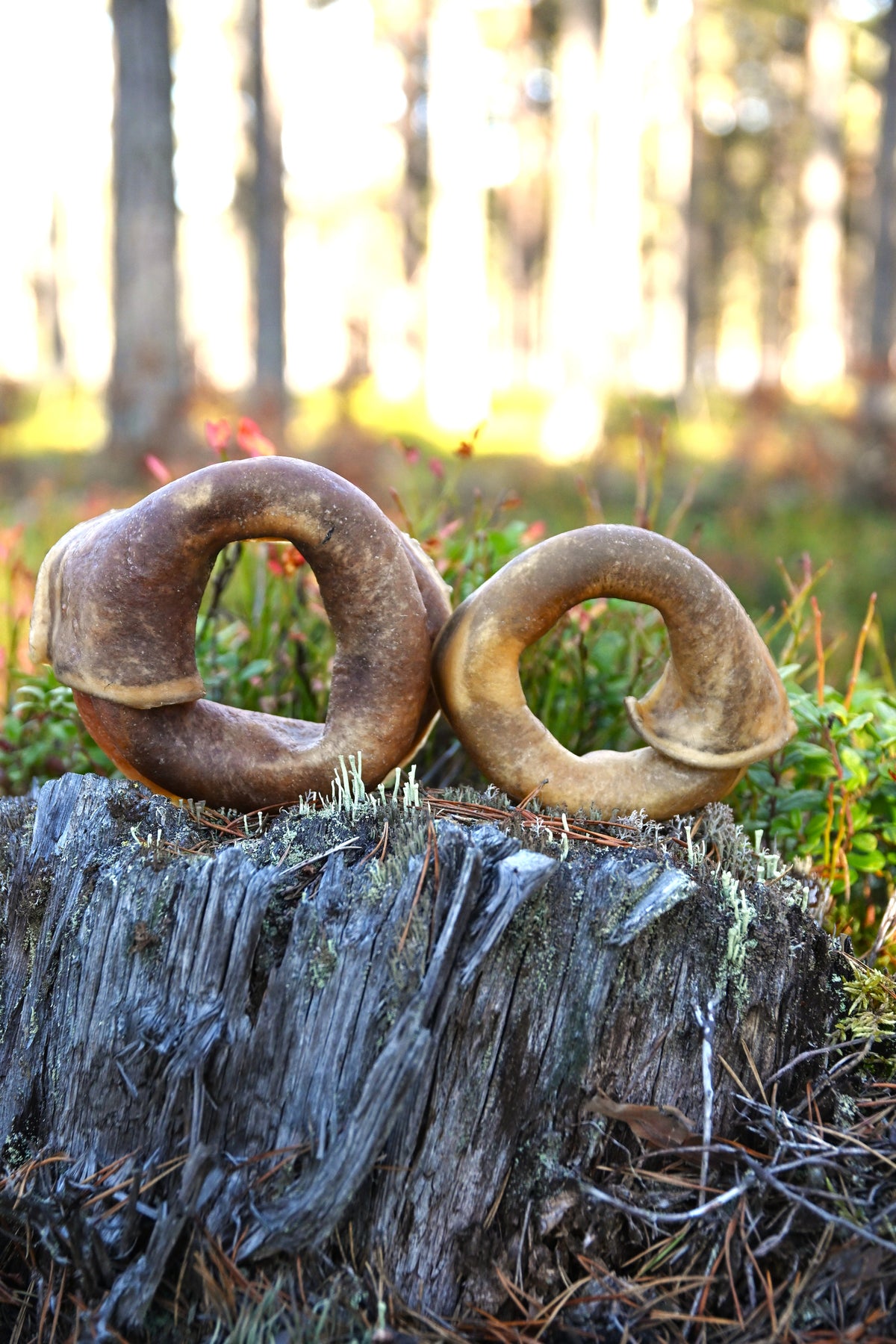 Nötring