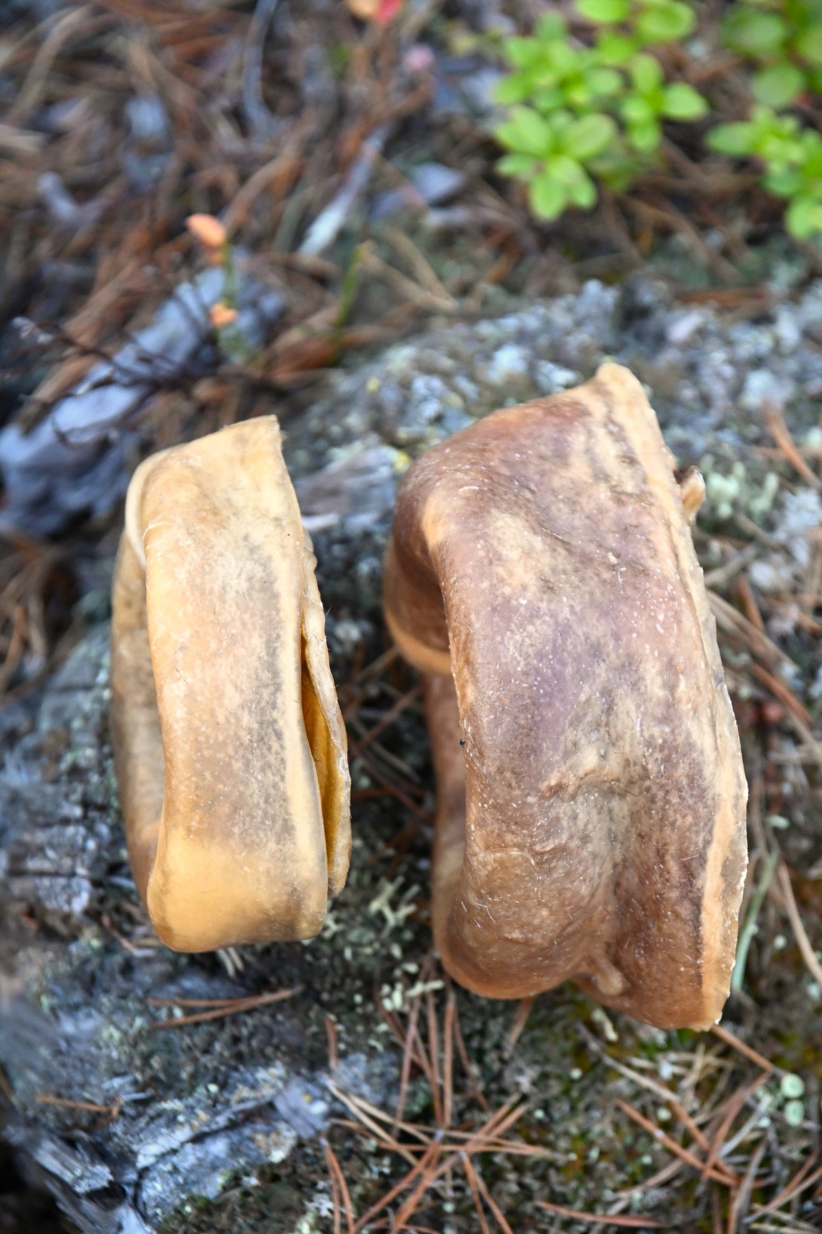 Nötring