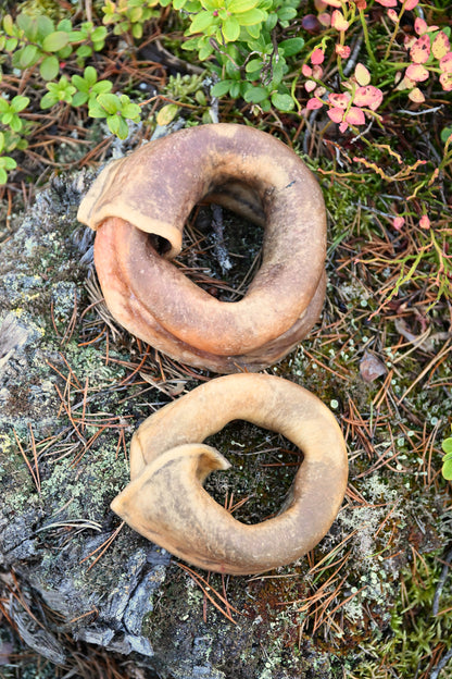 Nötring