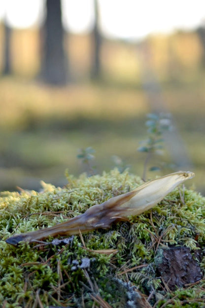 Kaninöron