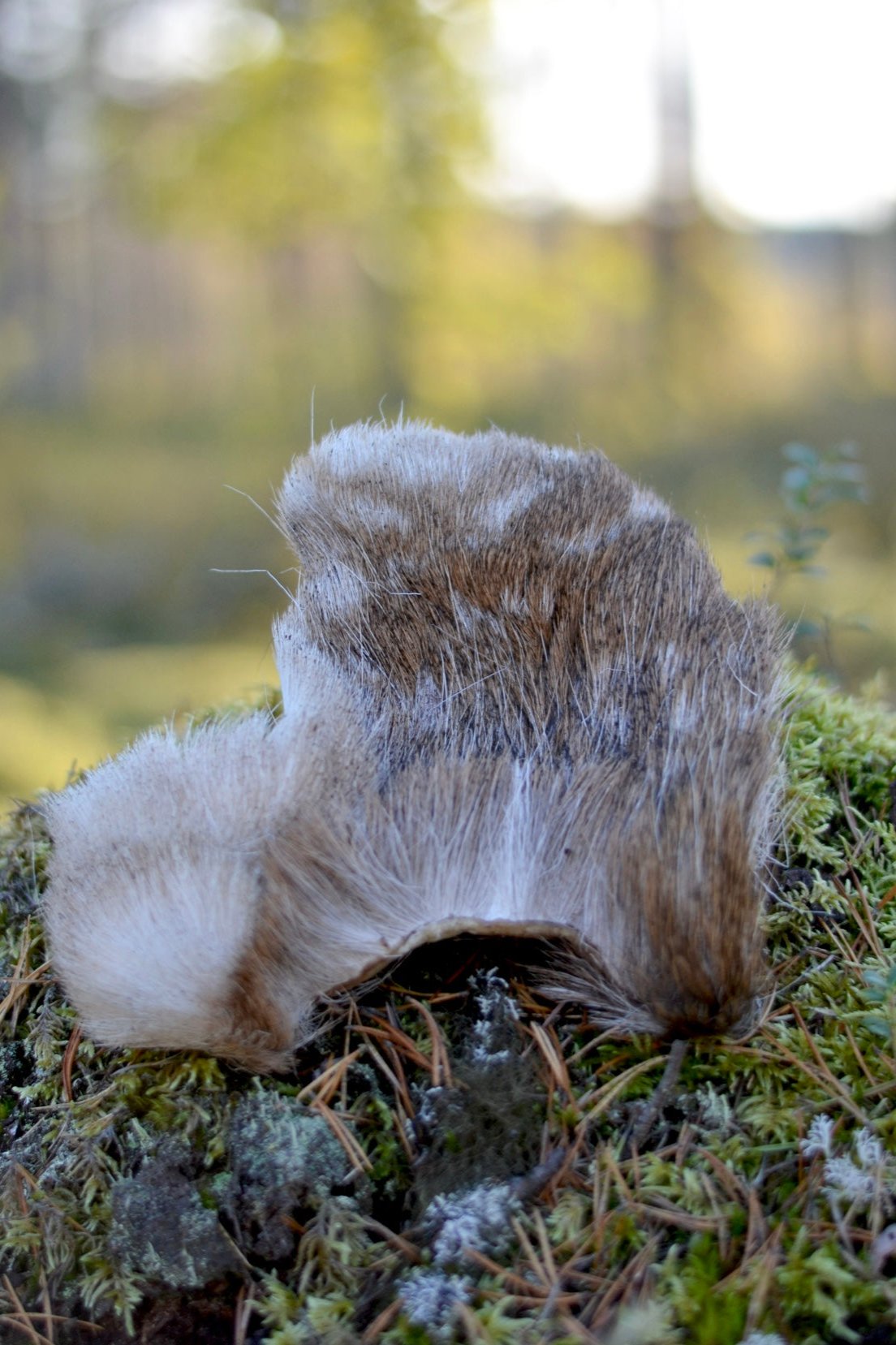 Hjortskinn