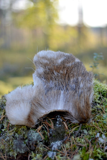 Hjortskinn