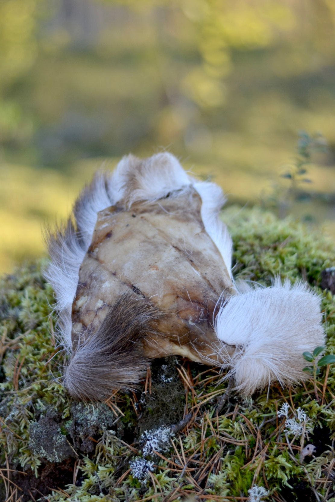 Hjortskinn