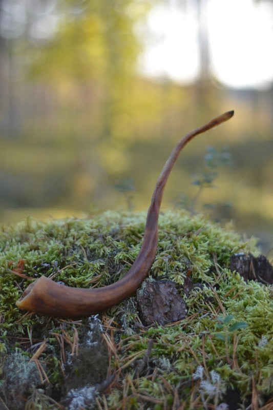 Grisknorr
